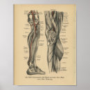 Suche nach bein anatomie poster Anatomisch