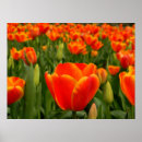 Suche nach tulpen poster Sommer
