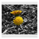 Suche nach bestäubung poster Blume
