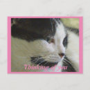 Suche nach hübsche katze postkarten Rosa