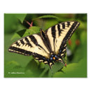 Suche nach schöner tiger poster Schmetterling