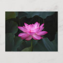 Suche nach lotus blume postkarten Blumenreich