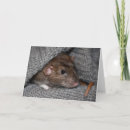 Suche nach ratten karten Dummkopf