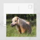 Suche nach shetland pony postkarten Bob langrish