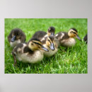 Suche nach gelbe ente poster Bezaubernd