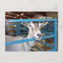 Suche nach ziegen postkarten Landwirtschaft