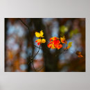 Suche nach rot und gelb poster Blätter