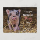 Suche nach rosa schwein postkarten Niedlich