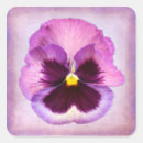 Suche nach der viola aufkleber Stiefmütterchen