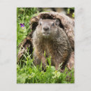 Suche nach murmeltiere postkarten Waldmurmeltier