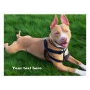 Suche nach pitbull kunst poster Grubenbulle