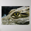 Suche nach crocodile poster Alligator