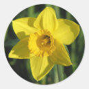 Suche nach daffodil aufkleber Quelle