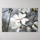 Suche nach blumenfoto poster Frühling