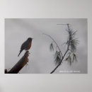 Suche nach rotkehlchen poster Winter