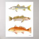 Suche nach rotbarsch poster Fisch