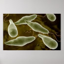 Suche nach eukaryote poster Euglenophyta