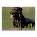 Suche nach cockerspaniel postkarten Hund