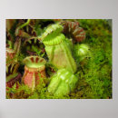 Suche nach krug poster Natur