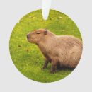 Suche nach capybara ornamente Nagetier