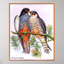 Suche nach wanderfalke poster Tiere
