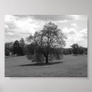 Suche nach einsamer baum poster Blätter