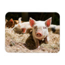 Suche nach ferkel magnete Nutztier
