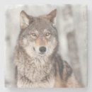 Suche nach lupus untersetzer Grau