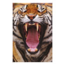Suche nach schnarchen poster Katze