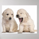 Suche nach hundewelpen poster Tier