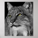 Suche nach lynx poster Wild cat