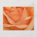 Suche nach aprikosen postkarten Rose
