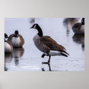 Suche nach fuß poster Braun