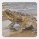 Suche nach toad aufkleber Tierwelt