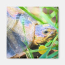 Suche nach niedliche schildkröte magnete Glück