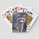 Suche nach waschbär spielkarten Foto
