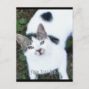 Suche nach eine coole katze postkarten Haustier