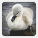 Suche nach cygnet aufkleber Schwan