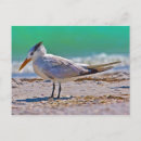 Suche nach seeschwalben postkarten Vögel