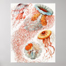 Suche nach quallen poster Kunstformen in der natur