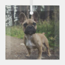 Suche nach französische bulldogge ornamente Haustier