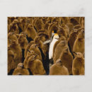 Suche nach jugendlichen postkarten Tierwelt