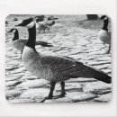 Suche nach schwarze federn mousepads Schwarzes