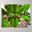 Suche nach rote beeren poster Urlaub