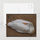 Suche nach amerikanischer vogel postkarten Natur