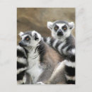 Suche nach lemur postkarten Ringschwanz