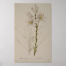Suche nach lilium poster Illustration