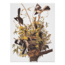 Suche nach audubon poster Vogelvogel