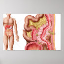 Suche nach abdomen poster Biomedizinische illustrationen
