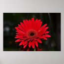 Suche nach roter gerbera poster Gänseblümchen